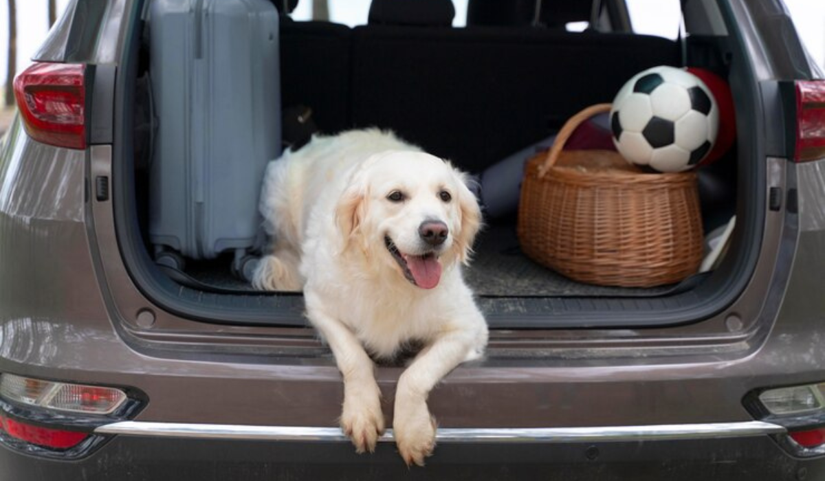 Stay Safe During National Pet Travel Safety Day