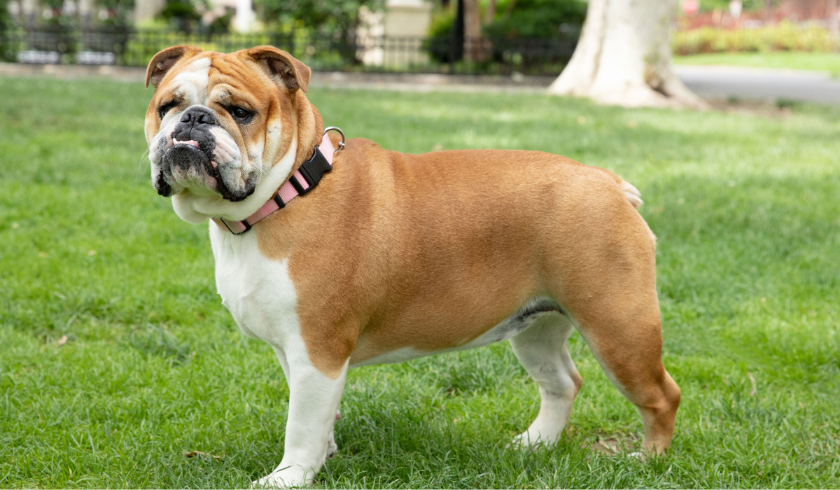 The English Bulldog: A Resilient Symbol of Tenacity and Charm